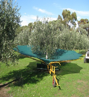 olive harvesting net